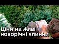 🌲 Сезон новорічних ялинок і сосен відкрито! Ціни на живі дерева