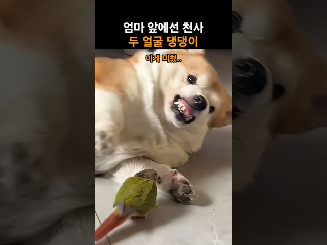 엄마 앞에선 천사 두 얼굴 댕댕이