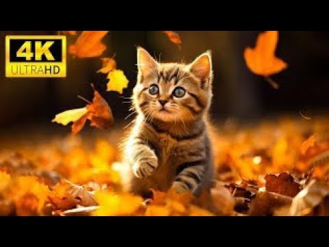 Ultimate Wild Animal Collection - 4K L With Relaxing Sound And Music