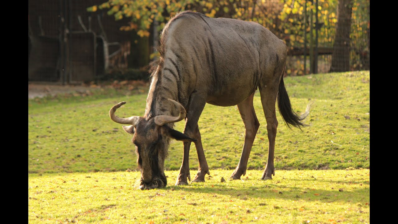 Blauwe gnoe's / Blue wildebeests : Planckendael - YouTube
