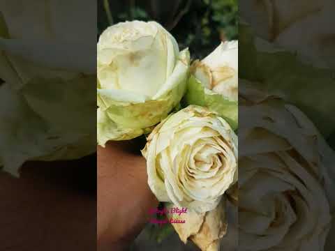 Video: Botrytis Blight In Roses ravimine