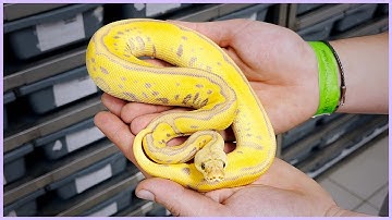 Best Ball Python Collection in the Southern Hemisphere?! | #Hetflix 157