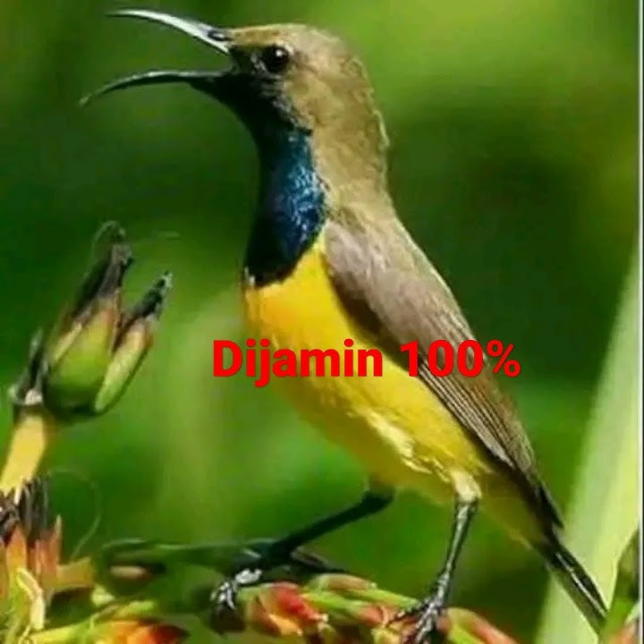 suara pikat abringan berkoloni