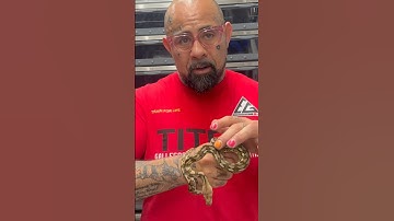 My Professor just took home his very first pet SD Reticulated Python. 😍🐍