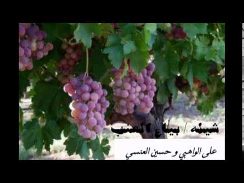 شيله بياع العنب أداء علي الواهبي وحسين العنسي