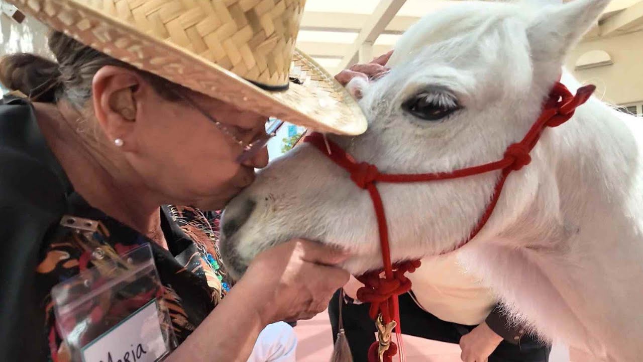 Daryl Hannah Takes Miniature Horses to Visit Seniors