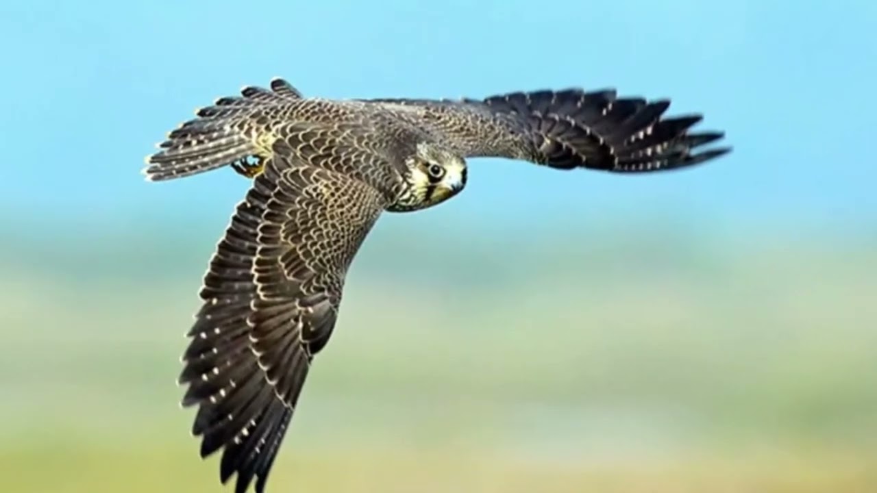 Top 3 Fastest Birds In The World YouTube Top 3 Fastest Birds In The World YouTube