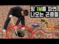 [도깨비] 1미터 땅파면 어떤 곤충이 채집될까?? 대박 "이녀석"도 나오네??