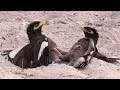 Mynah Birds (Beos)  - Birds fight over a female