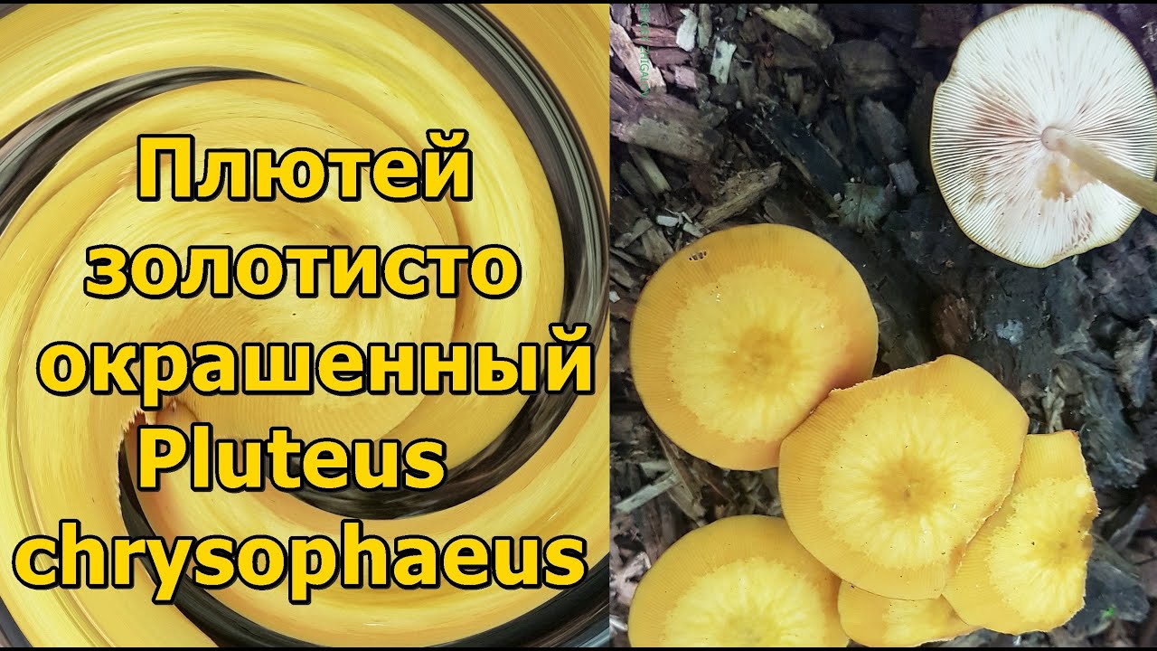 Плютей золотисто окрашенный Pluteus chrysophaeus Описание Съедобность Видео определитель