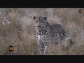 Pt 1 Safari Live's Sunrise Safari Drive at 6:30 AM on May 05, 2018 ( Tingana )