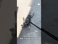 Lazy dogs don’t want to walk#fyp #fypシ #pet #puppy #doglover #animals #FUNNY #dontwalk