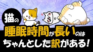 猫はなぜ睡眠時間が長いのかその訳は5つの大事な理由がある