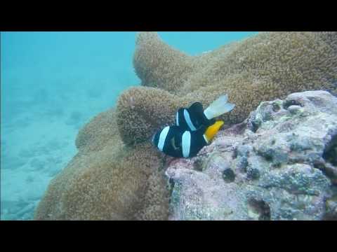 ãã¯ããããé¹¿åå³¶ãã®ç»åæ¤ç´¢çµæ