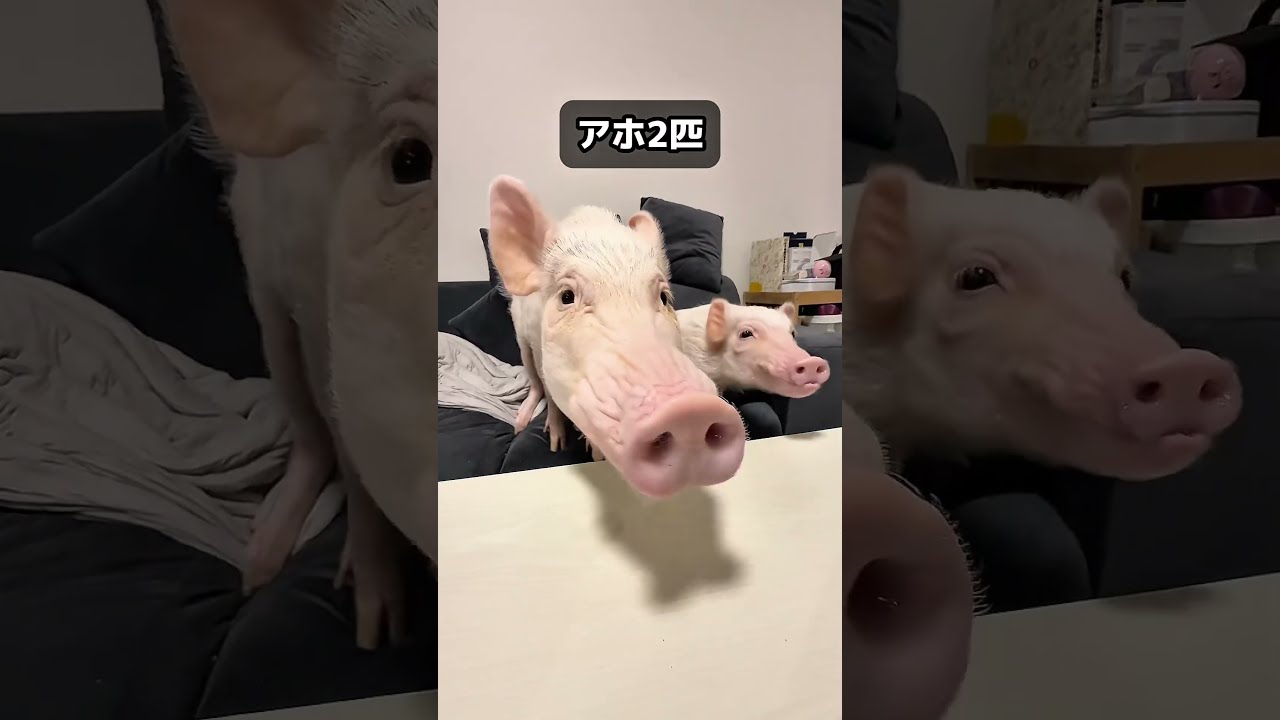 ロモノーソフ たまごを盗むイタチ 置物