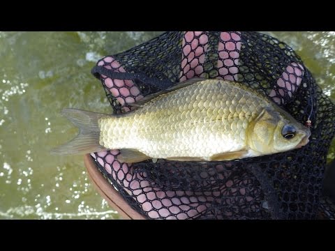 თევზაობა საპატრიარქოს ტბები