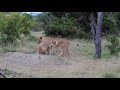 Mother leopard distracts 2 lionesses to protect her cubs