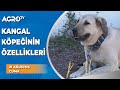 Truva Kangal Çiftlğini Geziyoruz / Anadolu Aslanları - Agro TV