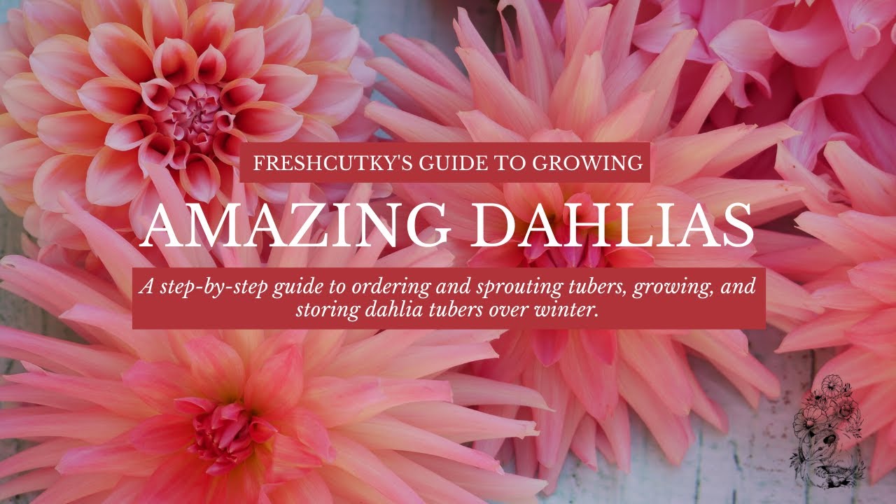 Dahlias: How To Grow Dahlias - Tips For Beautiful Summer Flowers: Planting  Dahlia Tubers/Bulbs - Youtube