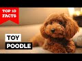 Toy Poodle - Top 10 Facts の動画、YouTube動画。
