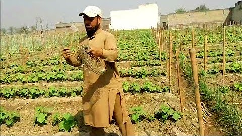 Cucumber farming | Vertical farming part 1 | Cucumber Plant growing | Cucumber Trellis