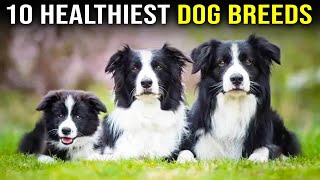 10 Healthiest Dog Breeds With Longest Lifespan by PawPrints Perfect 768 views 8 days ago 8 minutes, 14 seconds