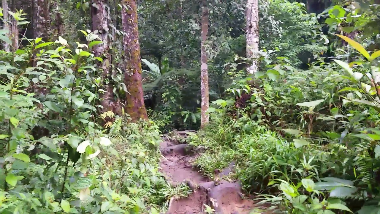 Trekking Trail Path #4 in the Jungle near Tanah Rata ...