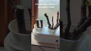 Yogurt Maker for the Win: Experimenting with Propagating Fig Cuttings