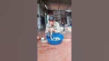 Cách Lọc Sương Rắn Phần 1 #manhthosan #cachlocsuongran
