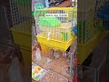 Kelinci Dan Hamster Binatang Kelinci Hamsters Hewanlucu Shorts Kelinci Dan Hamster Binatang Kelinci Hamsters Hewanlucu Shorts