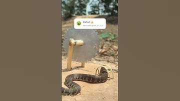 easy snake trap using #short