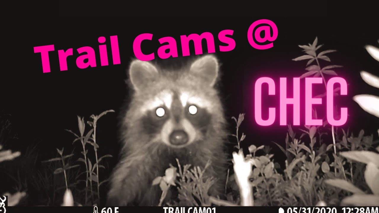 Charlotte Harbor Environmental Center - Trail Cam's After Dark