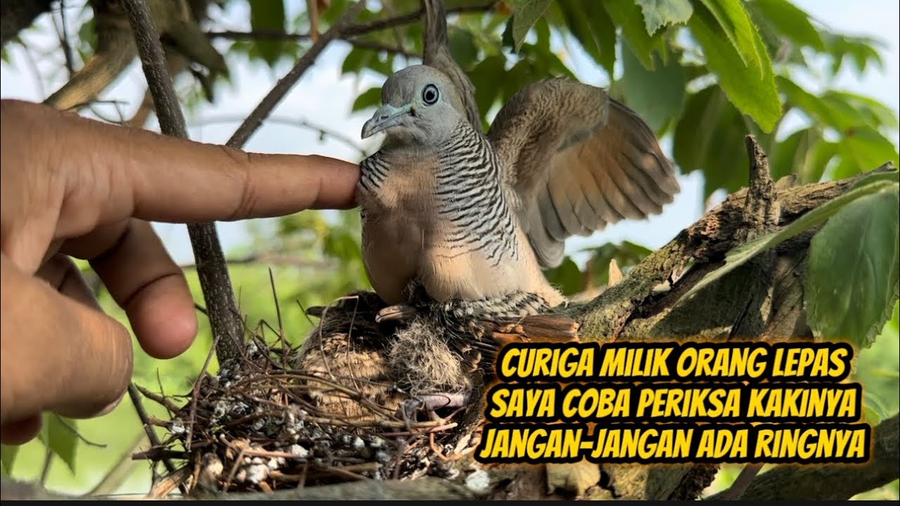 Tidak mungkin burung liar sejinak ini, pasti ada istimewanya  😁
