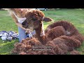 Alpaca Shearing - no restraint in open field & by hand