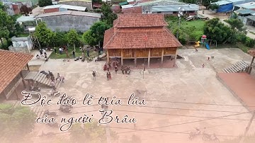 Độc đáo lễ trỉa lúa của người Brâu | VĂN HÓA TÂY NGUYÊN | VTV5