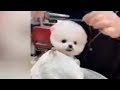 funny cats videos