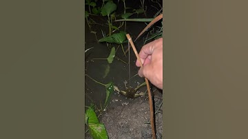 Cắm câu ếch đồng