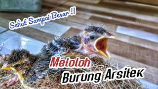 Meloloh Anak Burung Manyar agar tumbuh sehat sejak bulu jarum