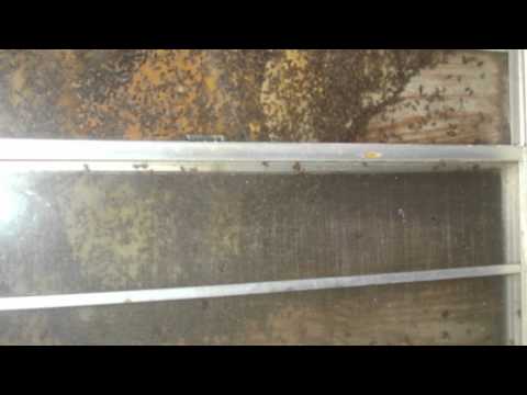 bee-removal-|-west-palm-beach-|-palm-beach-|-broward-county