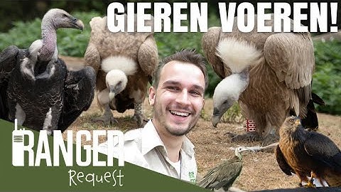 GIEREN VOEREN! | Ranger Request
