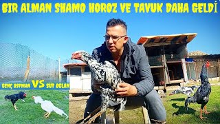 Transfere Devam, Bir Alman Shamo Horoz ve Tavuk da geldi, GençOsman VS SütOğlan