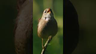 Download Lagu Eurasian Wren Bird Chirping on Branch #Bird #Nature #Wren #Chirp #Jungle #Wildlife #VildKast HA40009 MP3