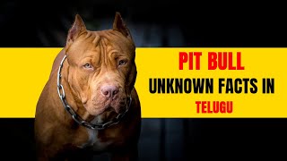 Pit bull Unknown Facts in తెలుగులో |Pets TV Telugu