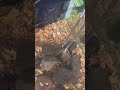 #feedingfrenzy #feedingshort #feedingtherapy #feedingtime #shorts #viralshort #viralvideo #shrimp