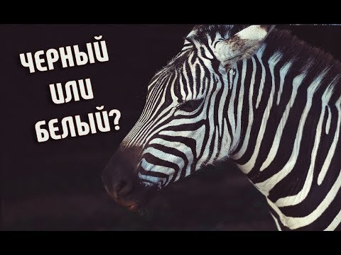Каким цветом зебра на самом деле? | Черный или Белый?