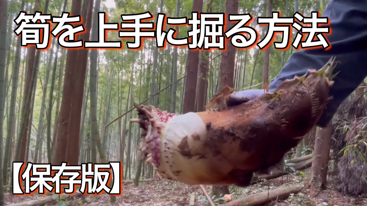 保存版】竹の子を上手に掘るやり方 超上級編 - YouTube