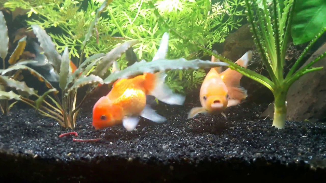 My fancy goldfish feeding time YouTube