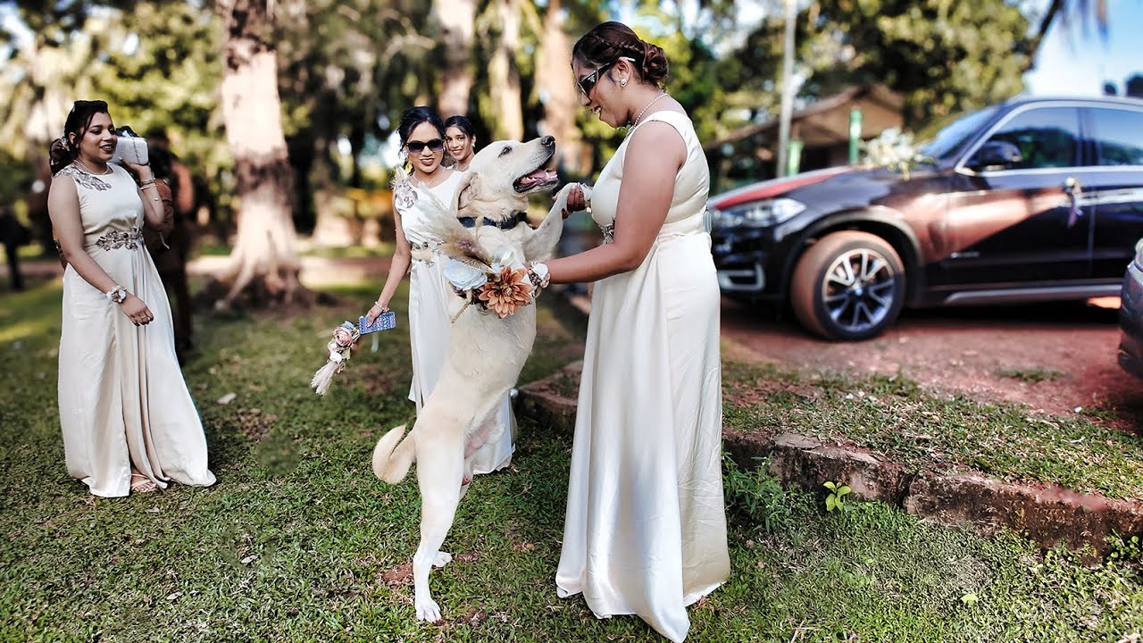 Танцуй с первого взгляда 😍 | Видеоблог о свадьбе в Гоа