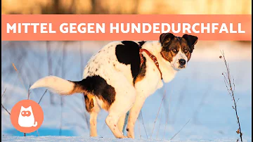 Sind Haferflocken gut für Hunde bei Durchfall?