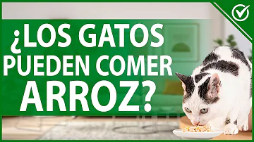 ¿Se puede dar arroz blanco a los gatos?